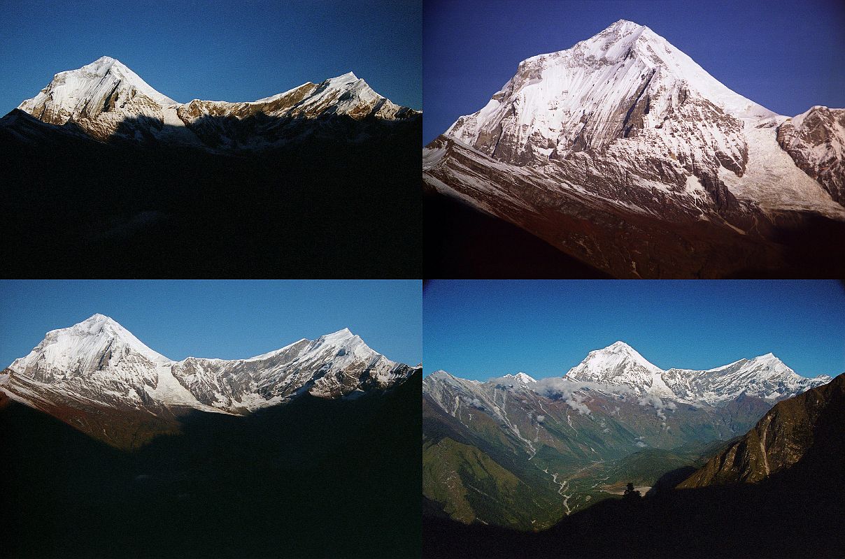 204 Dhaulagiri and Tukuche Peak After Sunrise From Shepherds Kharka